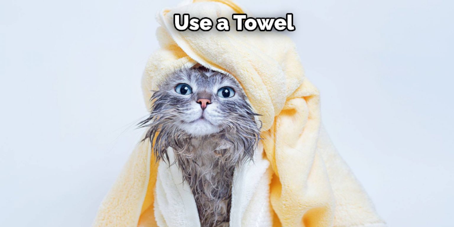 How to Give a Cat a Bath Humor Explained in 09 Steps