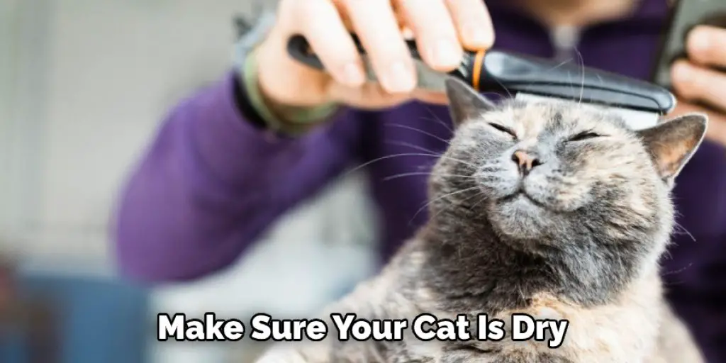 Make Sure Your Cat Is Dry