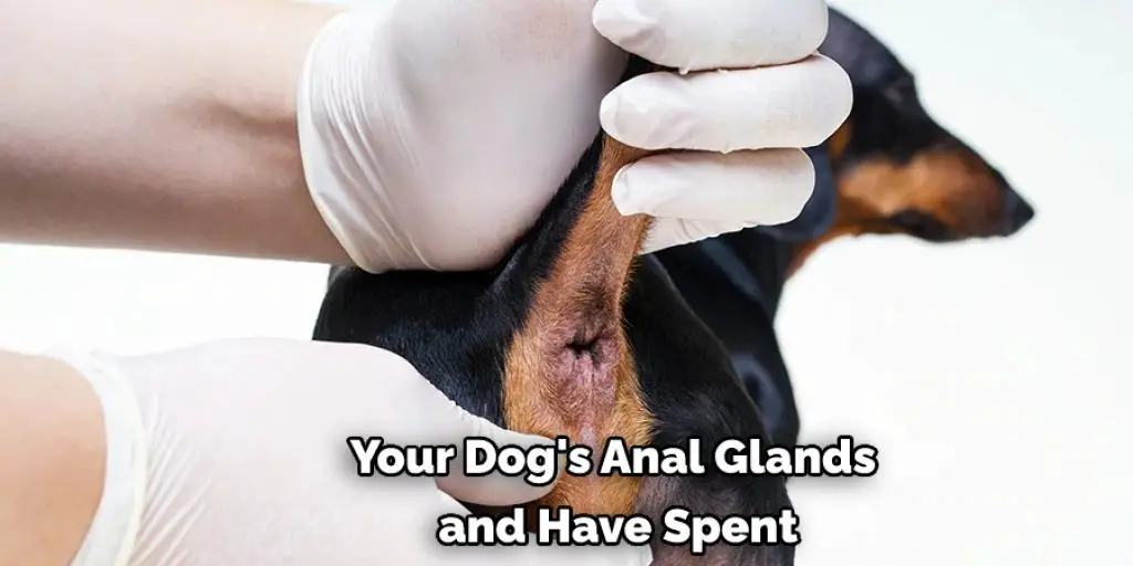 Your Dog's Anal Glands  and Have Spent