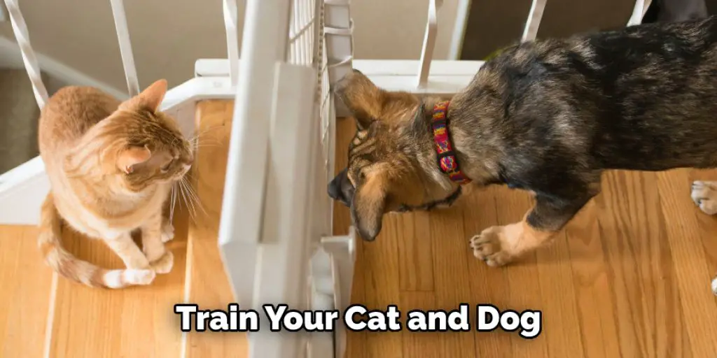 Train Your Cat and Dog