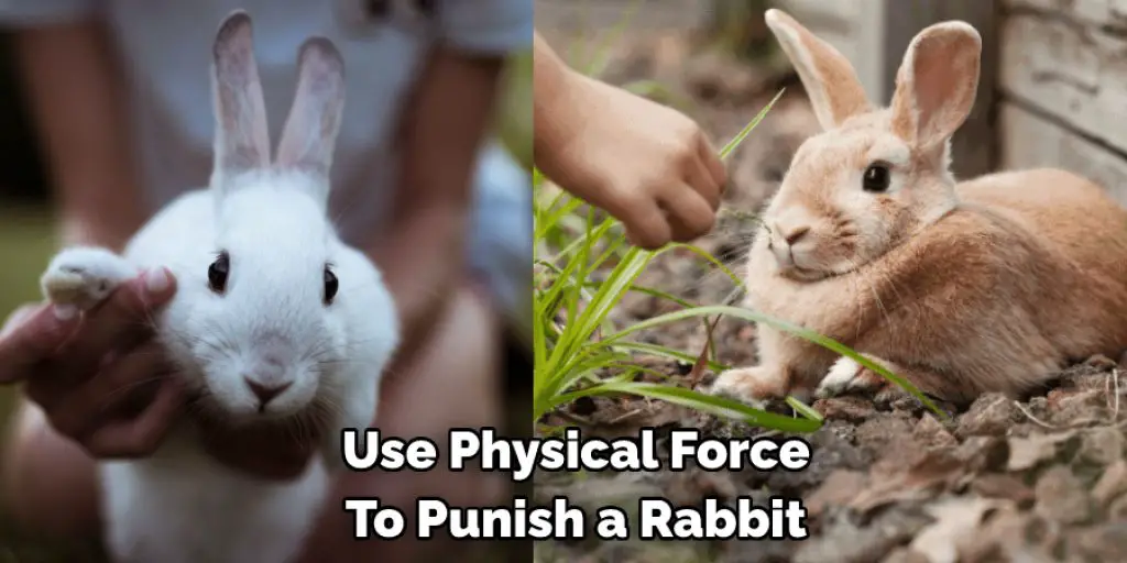 Use Physical Force To Punish a Rabbit