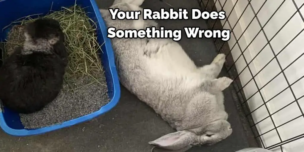 Your Rabbit Does  Something Wrong
