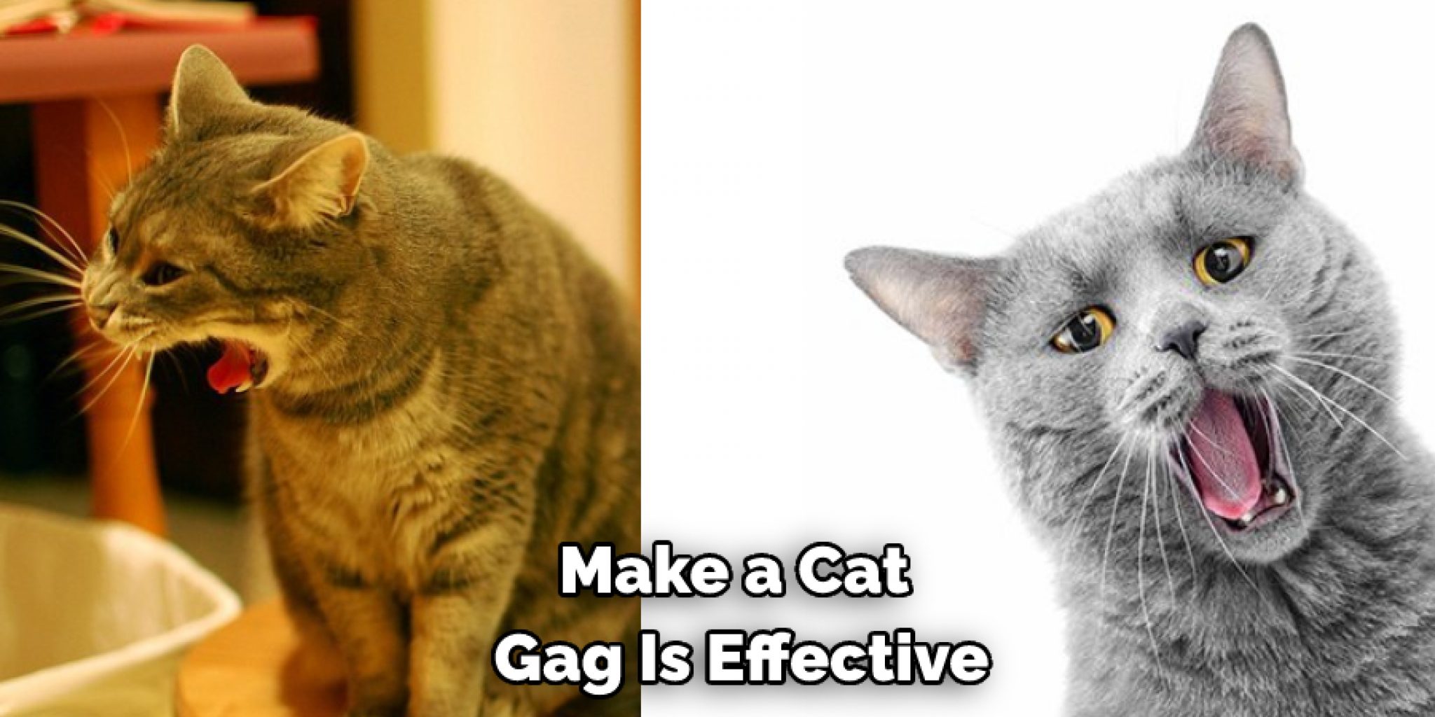 How to Make a Cat Gag 5 Steps Instructions