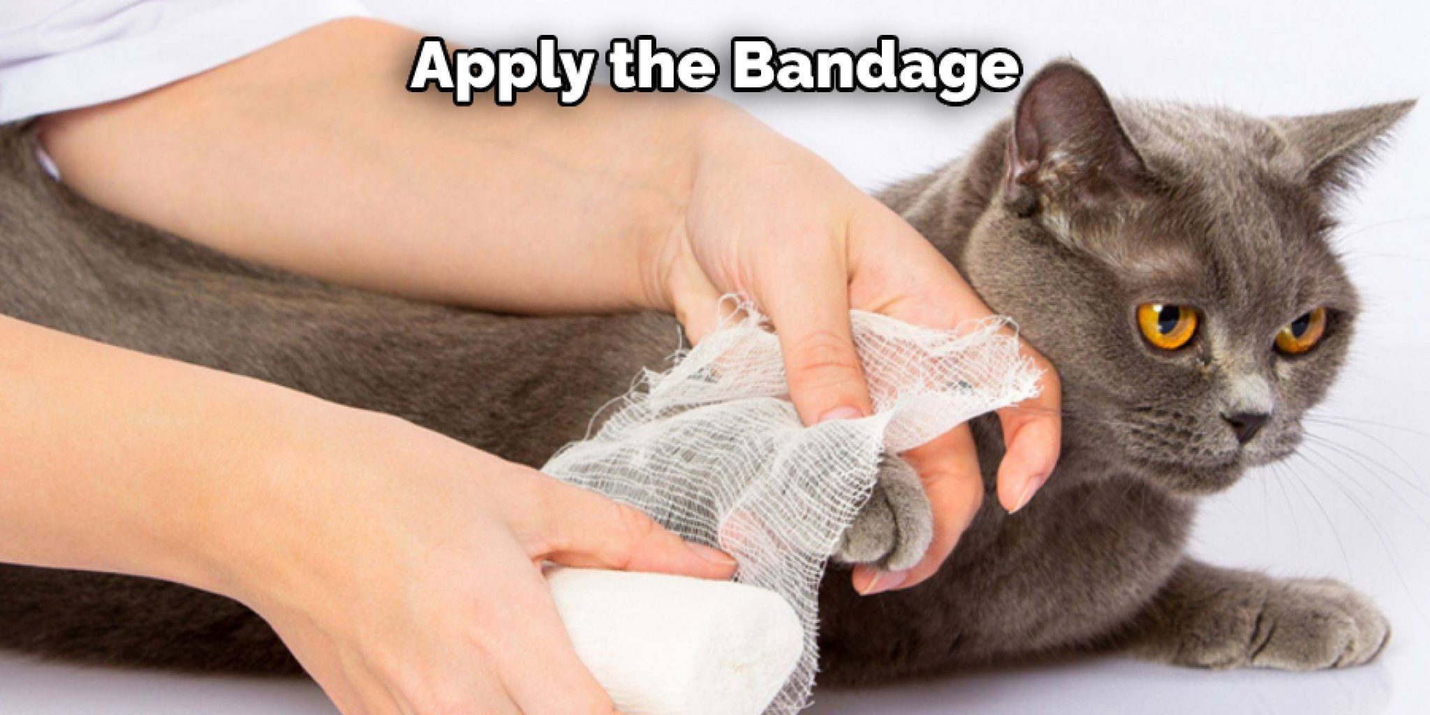 How to Bandage a Cat's Neck Explained in 10 Steps