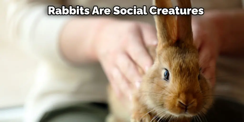 Rabbits Are Social Creatures