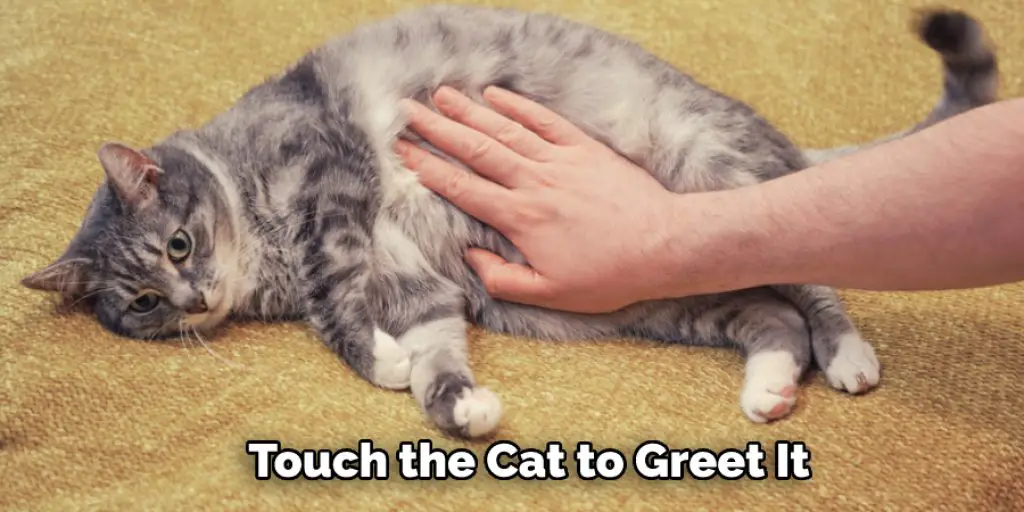  Touch the Cat to Greet It