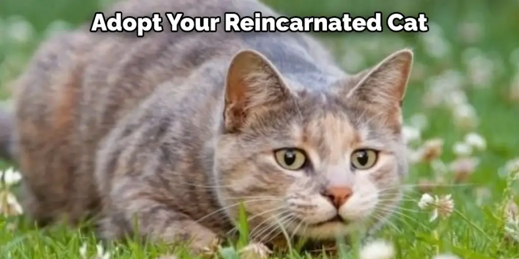 Adopt Your Reincarnated Cat
