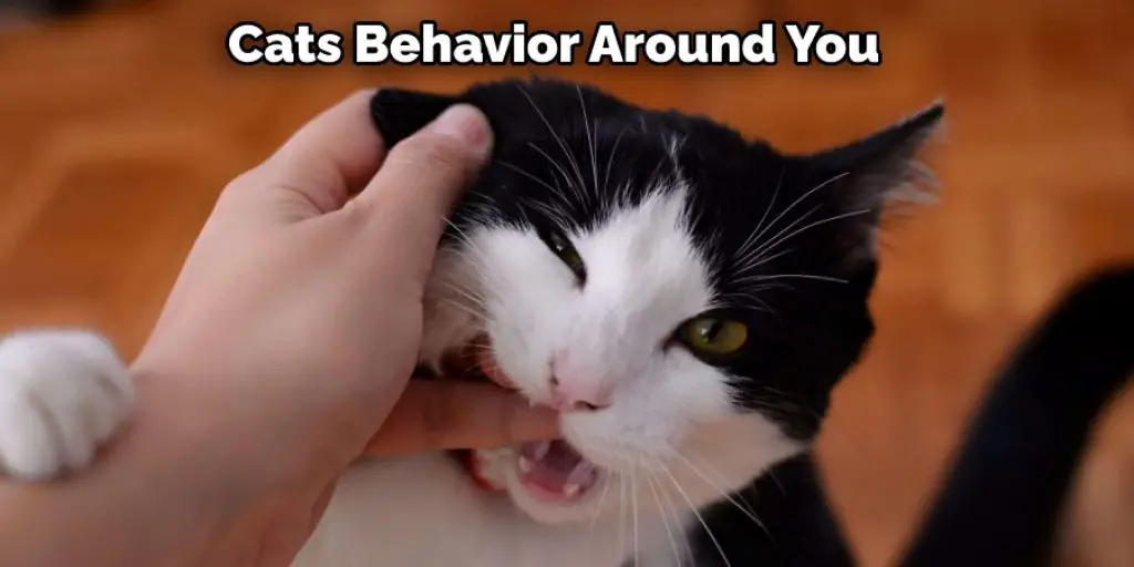  Cats Behavior Around You