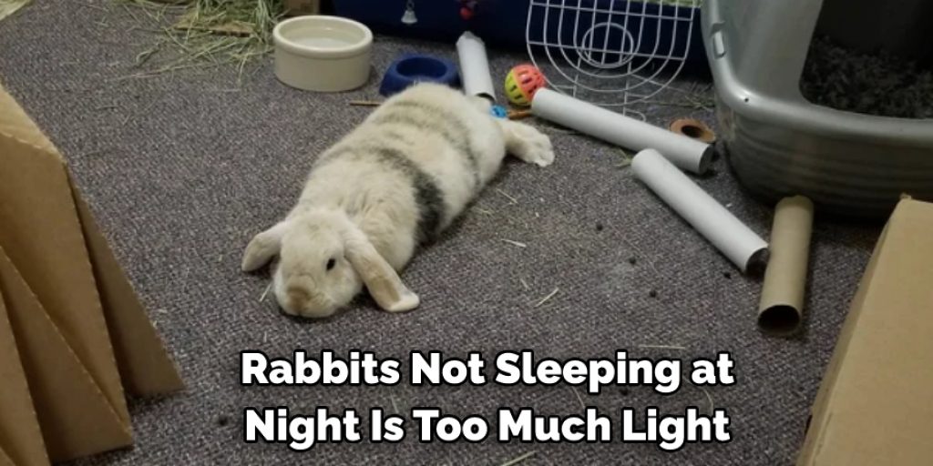 Rabbits Not Sleeping at Night Is Too Much Light