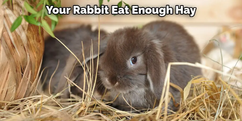  Your Rabbit Eat Enough Hay