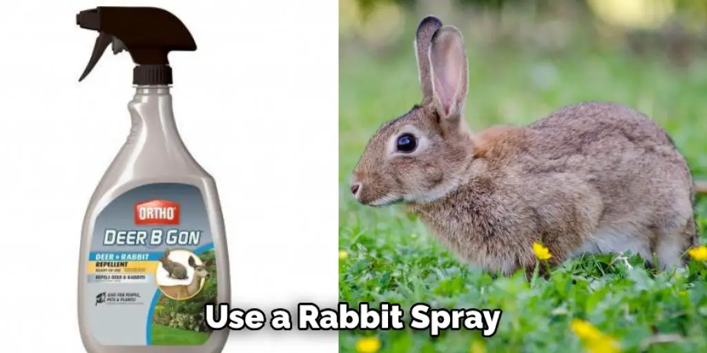 Use a Rabbit Spray