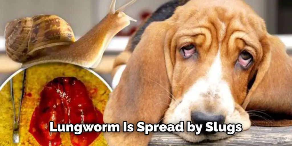 Lungworm Is Spread by Slugs