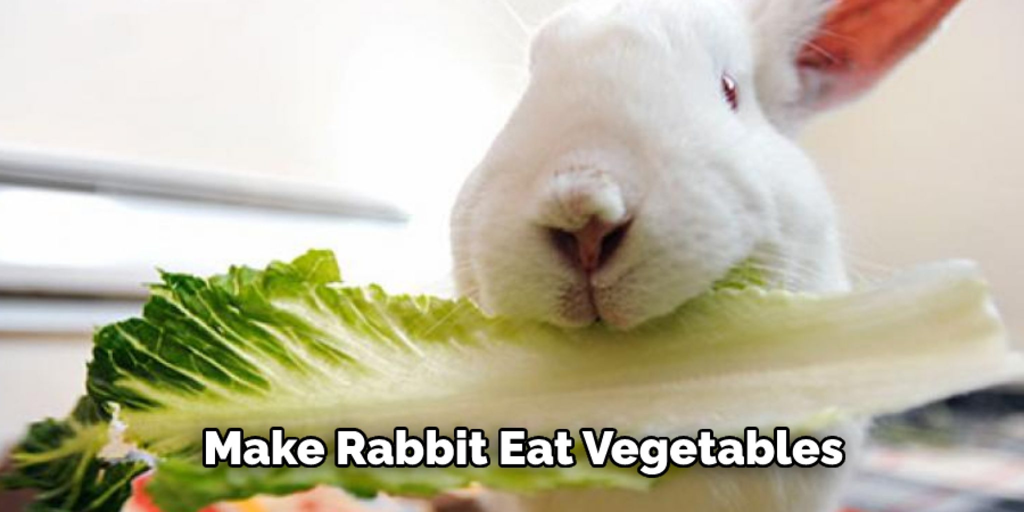 How to Stop a Rabbit From Eating Her Babies in 6 Easy Steps