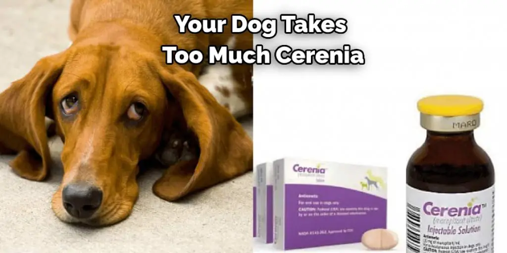 Your Dog Takes Too Much Cerenia