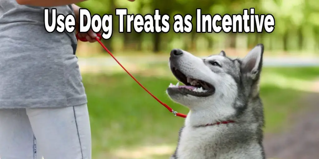 Use Dog Treats as Incentive