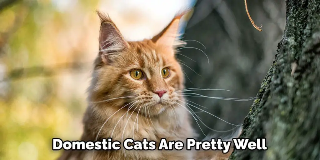 Domestic Cats Are Pretty Well 