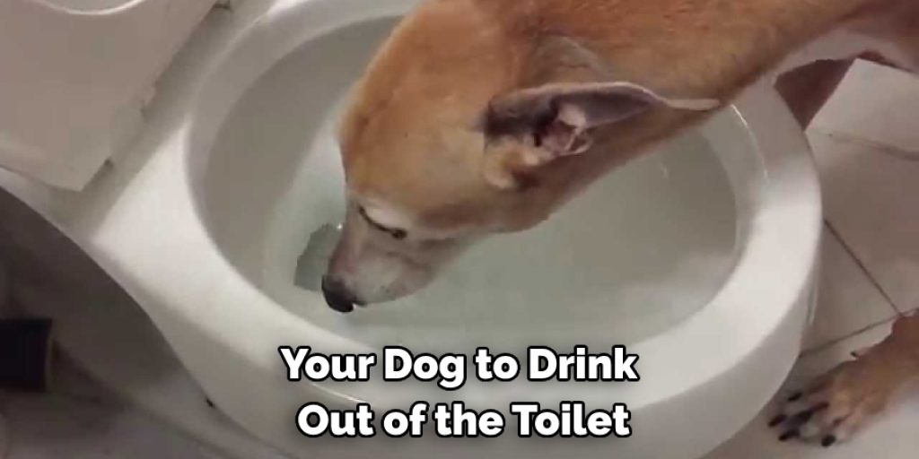 Your Dog to Drink  Out of the Toilet