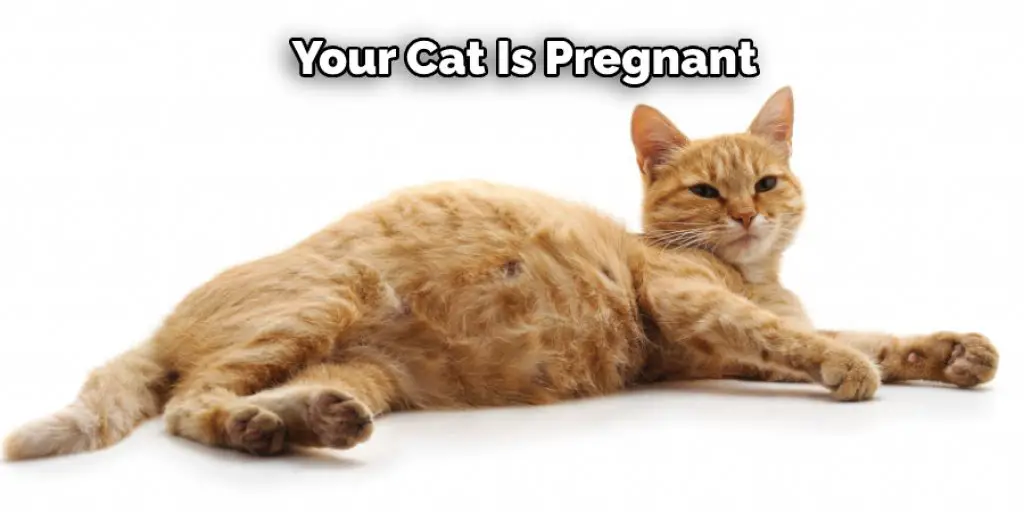 Your Cat Is Pregnant
