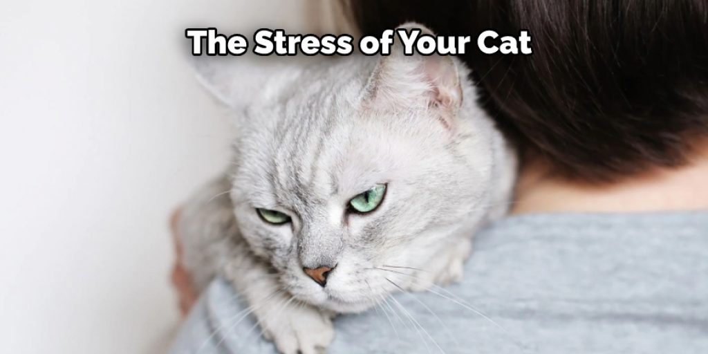 The Stress of Your Cat