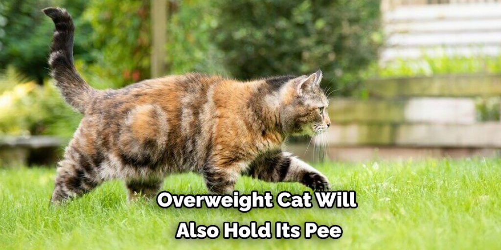 Overweight Cat Will  Also Hold Its Pee