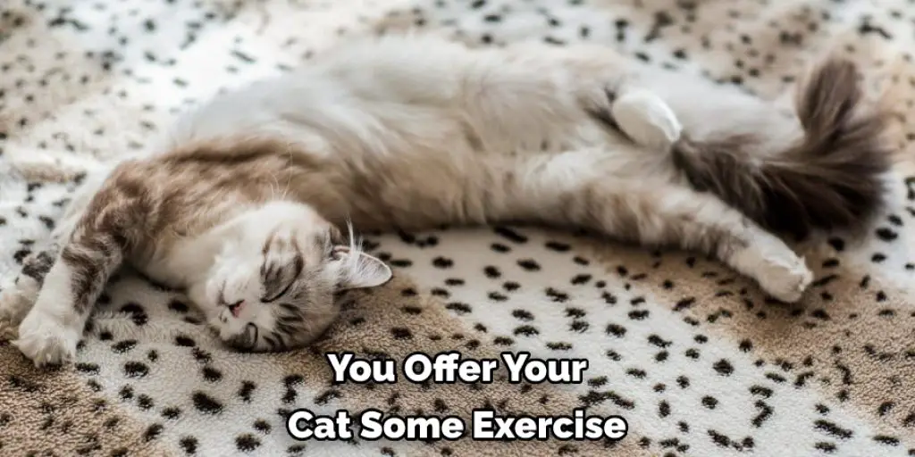 You Offer Your Cat Some Exercise