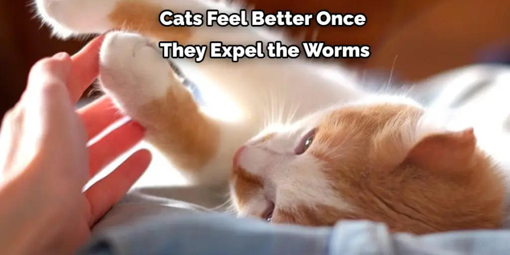 Cats Feel Better Once They Expel the Worms