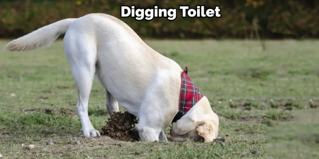 Digging Toilet