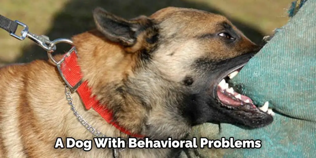 A Dog With Behavioral Problems