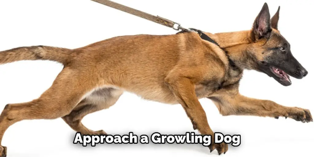  Approach a Growling Dog