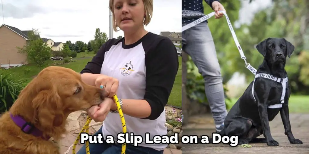  Put a Slip Lead on a Dog