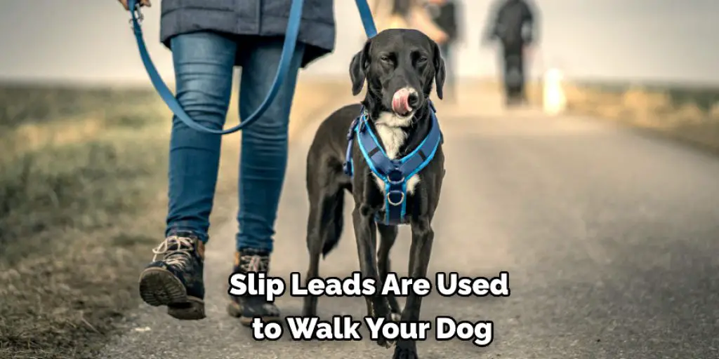 Slip Leads Are Used  to Walk Your Dog