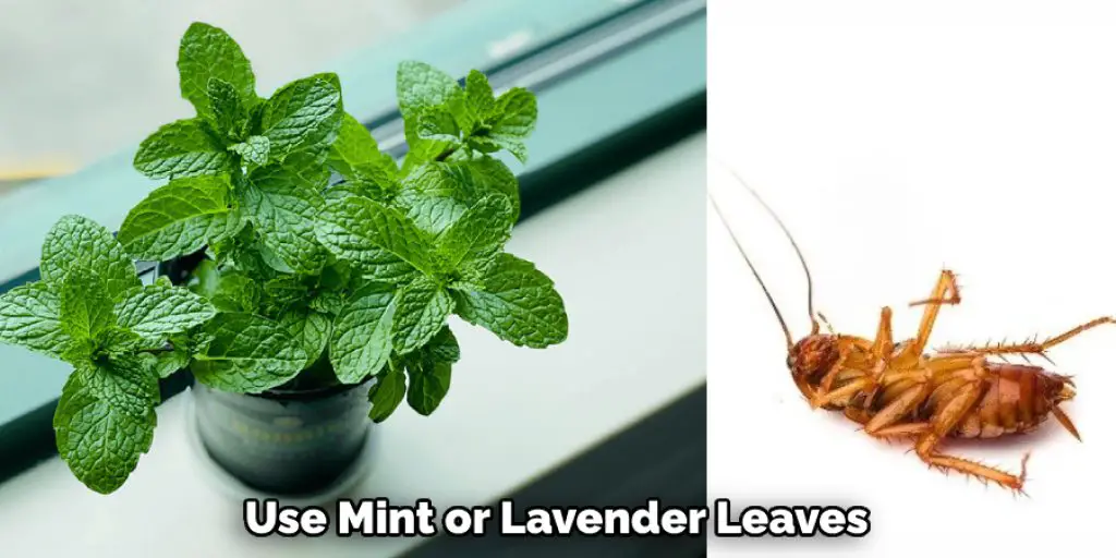 Use Mint or Lavender Leaves  