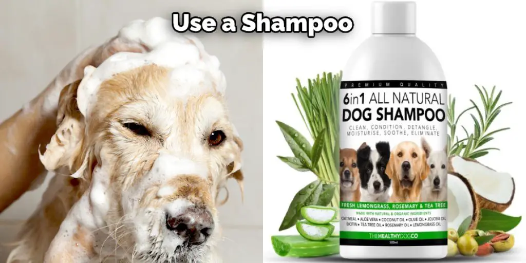 Use a Shampoo