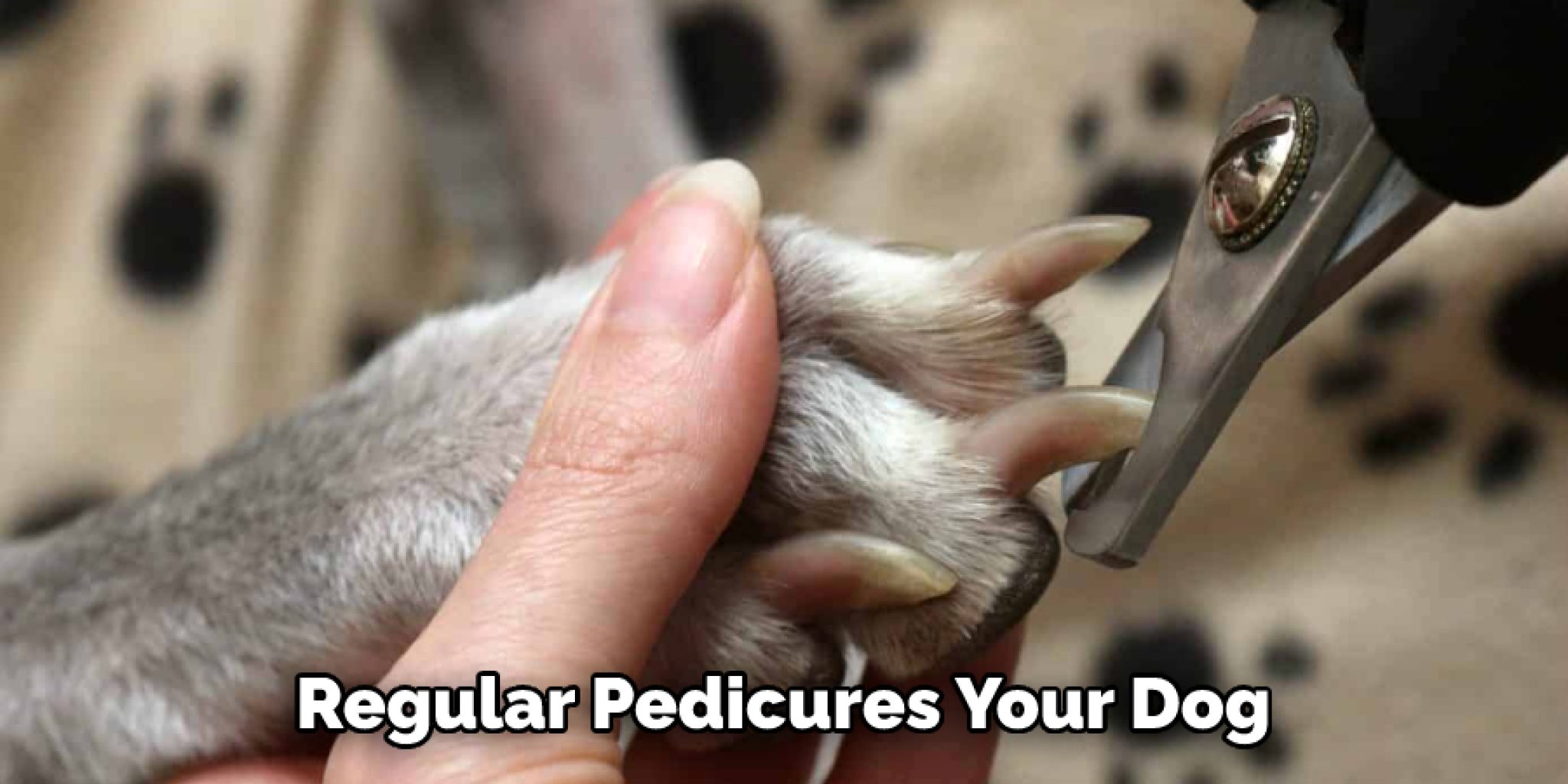 How to Clean a Dogs Sheath Explained in 10 Steps