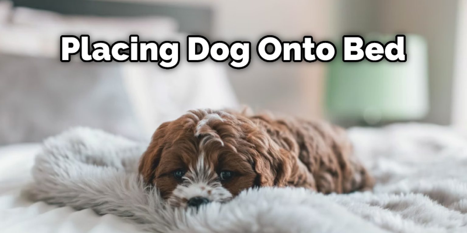 How to Carry a Large Dog Down Stairs 6 Methods Instructions (2024)