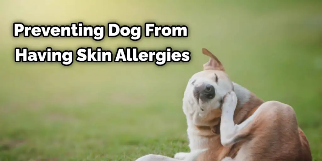 Preventing Dog From Having Skin Allergies