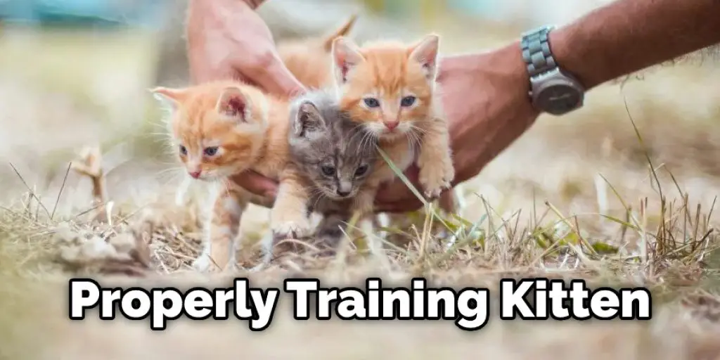 Properly Training Kitten