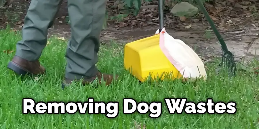 Removing Dog Wastes