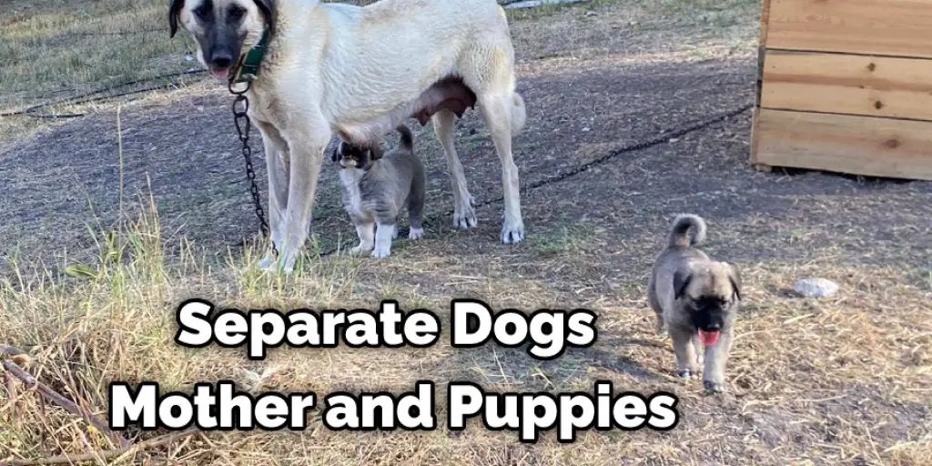 Separate Dogs Mother and Puppies