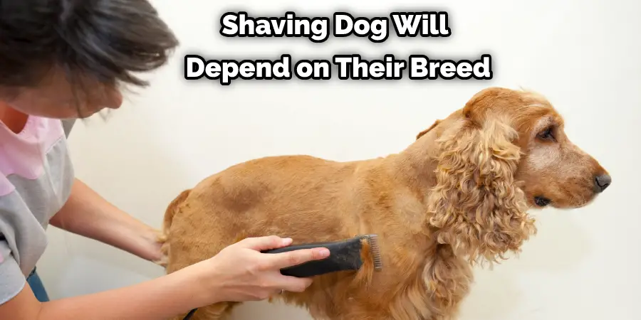 Shaving Dog Will Depend on Their Breed