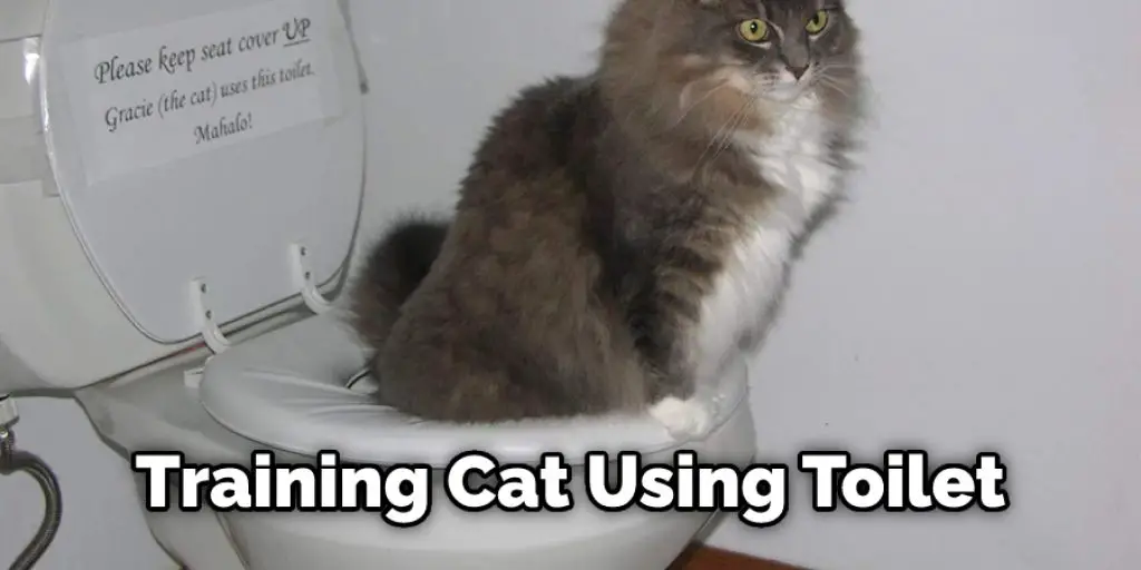 Training Cat Using Toilet