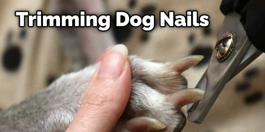 Trimming Dog Nails