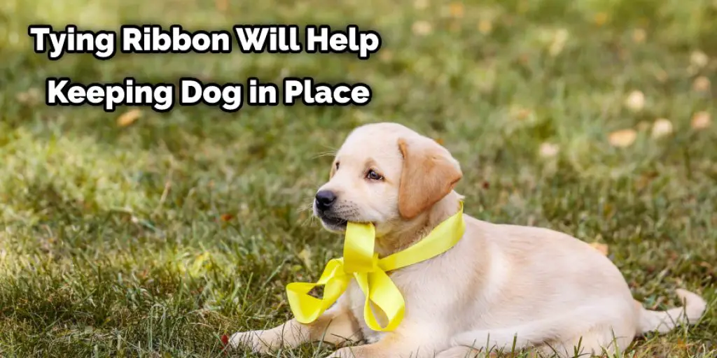 Tying Ribbon Will Help Keeping Dog in Place