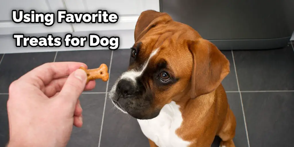 Using Favorite Treats for Dog