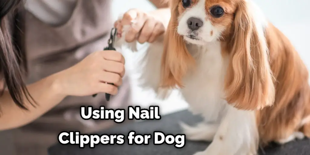 Using Nail Clippers for Dog