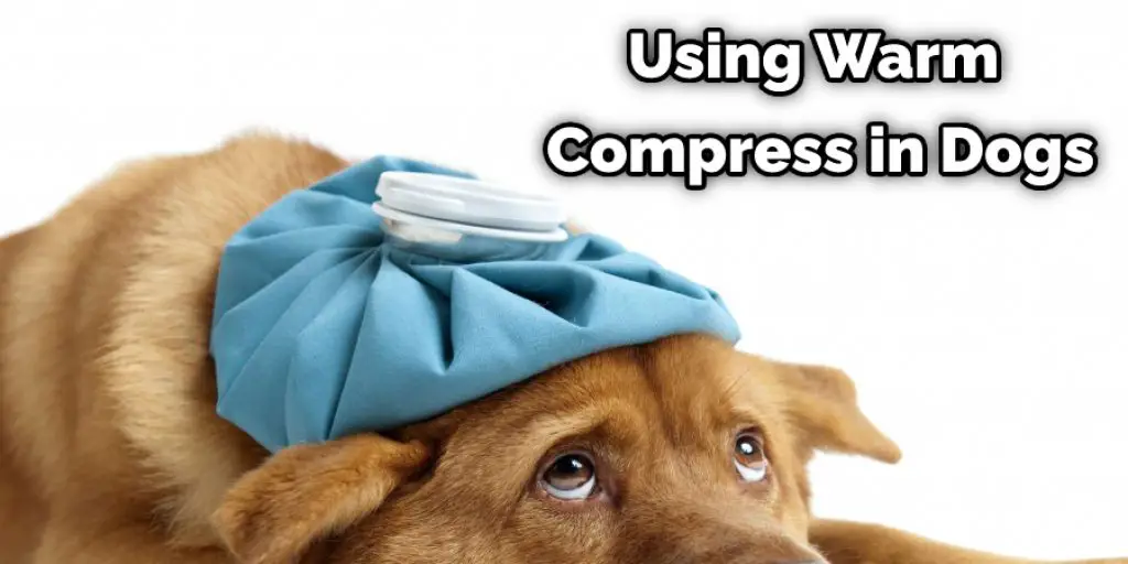 Using Warm Compress in Dogs