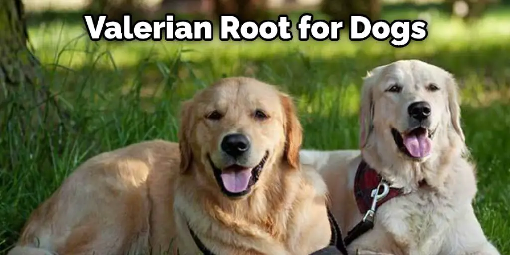 Valerian Root for Dogs