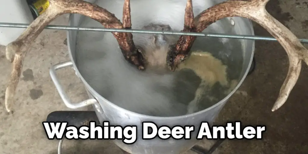 Washing Deer Antler