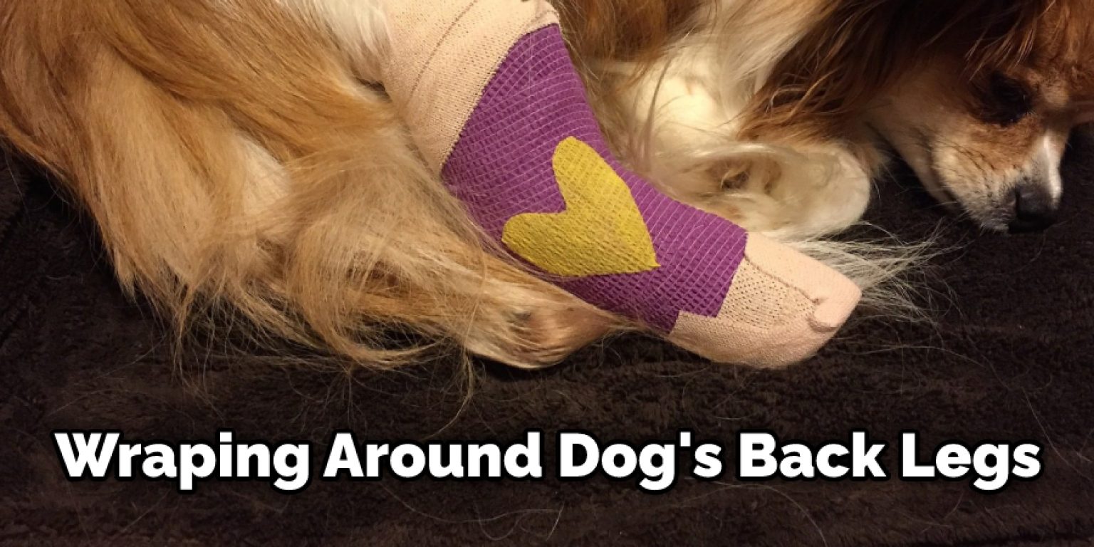 How to Wrap a Dog in a Blanket Described in 08 Steps (2024)