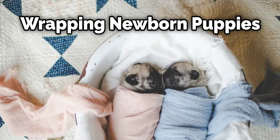 Wrapping Newborn Puppies